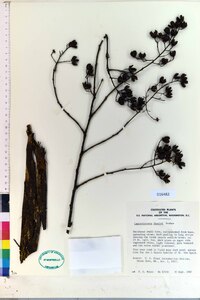 Lagerstroemia fauriei image