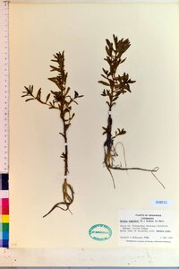 Rotala ramosior image