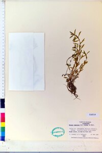 Rotala ramosior image