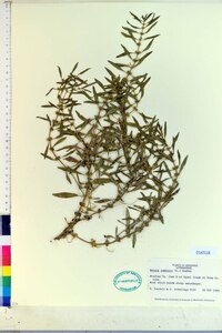 Rotala ramosior image