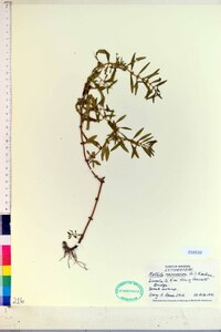 Rotala ramosior image