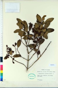 Laguncularia racemosa image