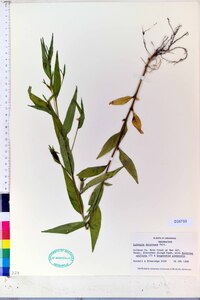 Ludwigia decurrens image