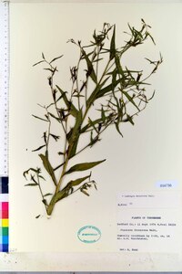 Ludwigia decurrens image