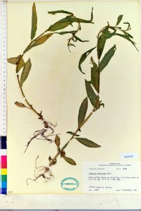 Ludwigia decurrens image