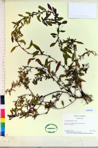 Ludwigia glandulosa image