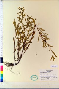 Ludwigia glandulosa image