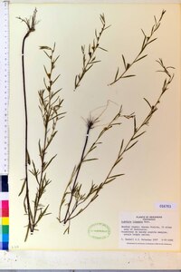 Ludwigia linearis image