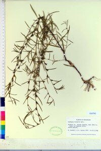 Ludwigia linearis image