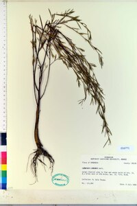 Ludwigia linearis image