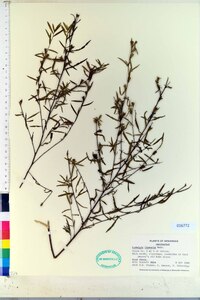 Ludwigia linearis image