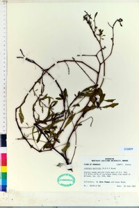 Ludwigia peploides image