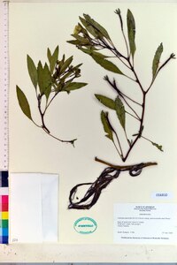 Ludwigia peploides image