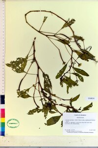 Ludwigia peploides subsp. glabrescens image