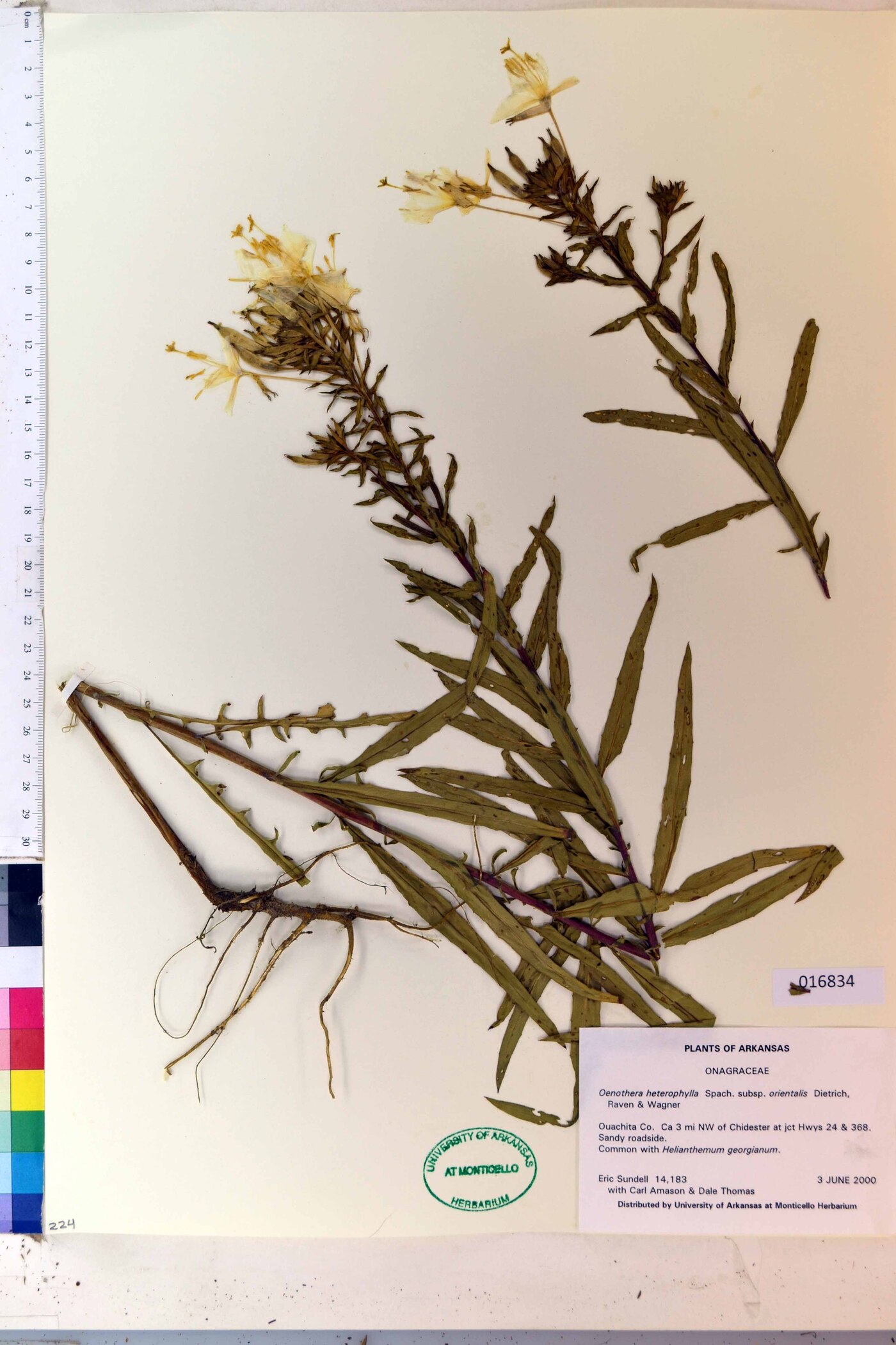 Oenothera heterophylla subsp. orientalis image