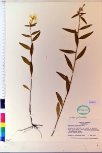 Oenothera pilosella subsp. pilosella image