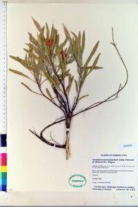 Oenothera macrocarpa image