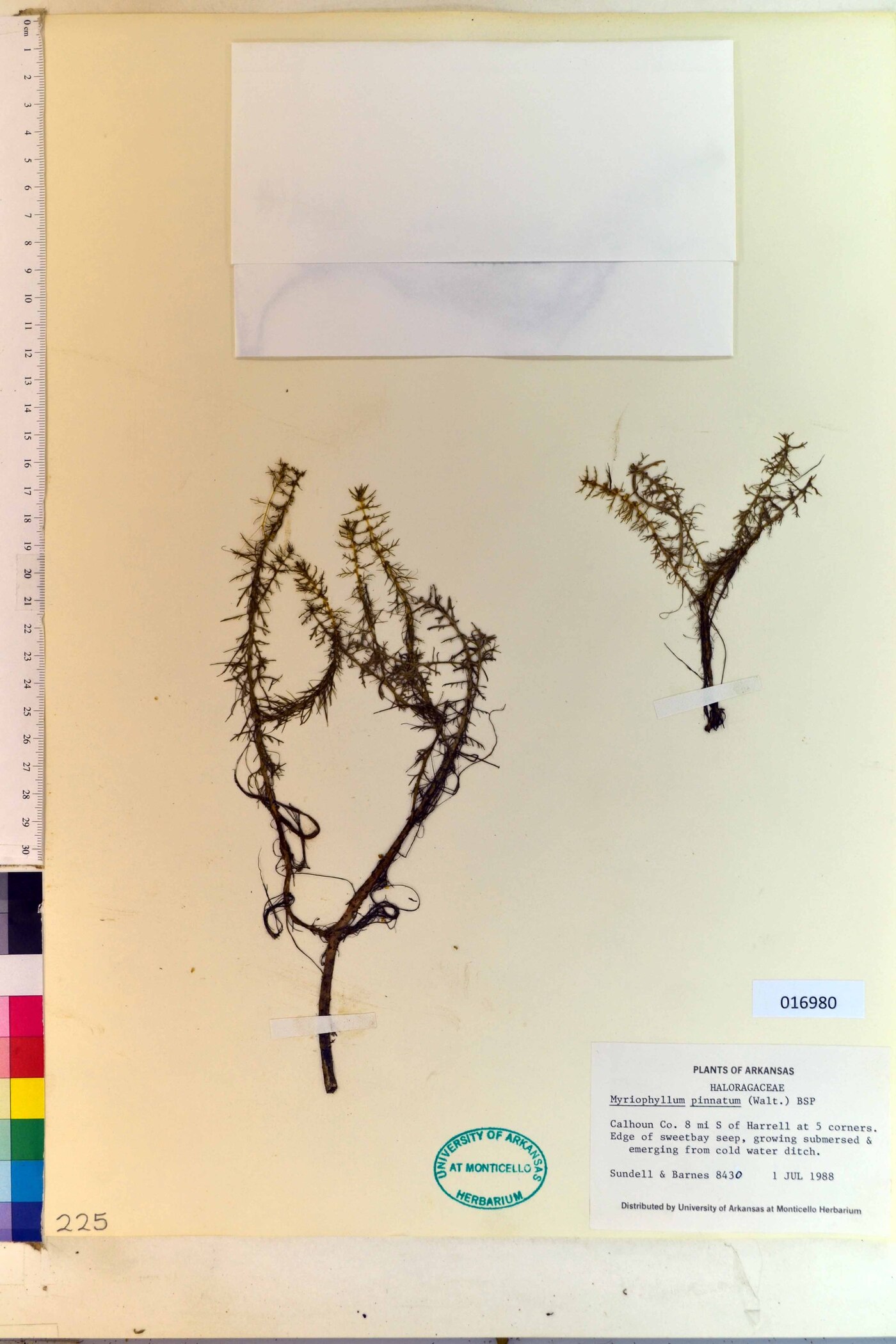 Myriophyllum pinnatum image