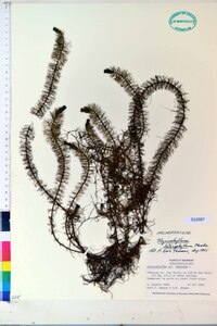 Myriophyllum heterophyllum image