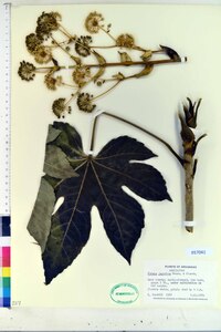 Fatsia japonica image