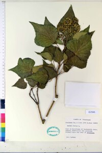 Hedera helix image