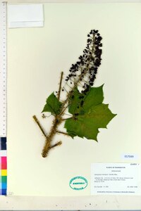 Oplopanax horridus image