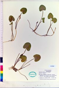 Centella asiatica image