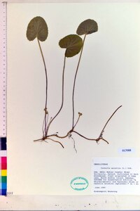 Centella asiatica image