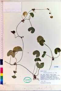 Centella asiatica image