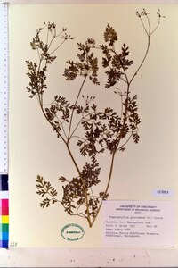 Chaerophyllum procumbens image