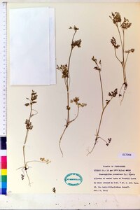 Chaerophyllum procumbens image