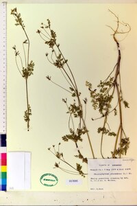 Chaerophyllum procumbens image