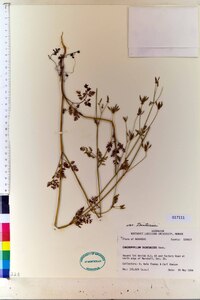 Chaerophyllum tainturieri var. tainturieri image