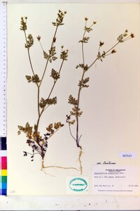 Chaerophyllum tainturieri var. tainturieri image