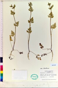 Chaerophyllum tainturieri var. tainturieri image