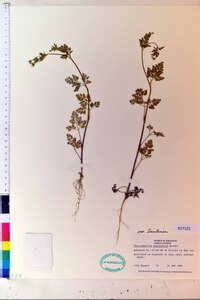 Chaerophyllum tainturieri var. tainturieri image