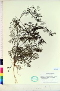 Cyclospermum leptophyllum image