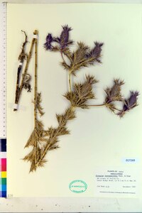 Eryngium leavenworthii image