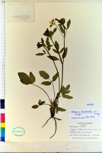 Thaspium trifoliatum image