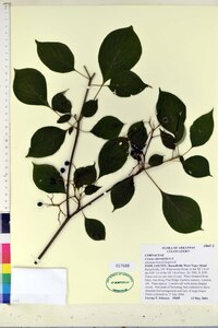 Cornus alternifolia image