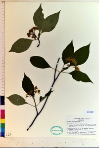 Cornus alternifolia image