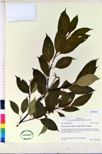 Cornus amomum subsp. obliqua image