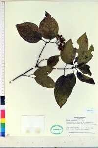 Cornus drummondii image