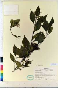 Cornus foemina image