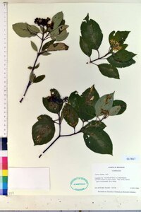 Cornus rugosa image