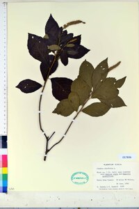 Clethra alnifolia image