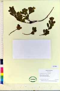 Arctostaphylos uva-ursi image