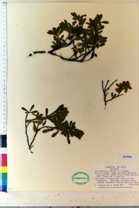 Arctostaphylos uva-ursi image