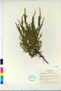 Calluna vulgaris image