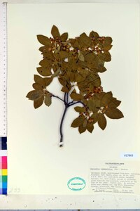 Enkianthus campanulatus image